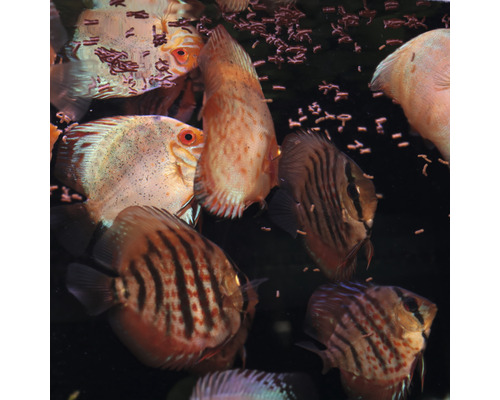 Gruppe von Diskusfischen im Aquarium