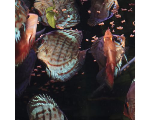 Mehrere Diskusfische im Aquarium