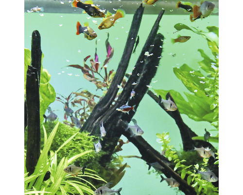Aquarium mit Fischen, Pflanzen und Holzwurzeln