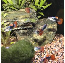 Granulatfutter JBL PRONOVO GUPPY GRANO Gr. S 250 ml