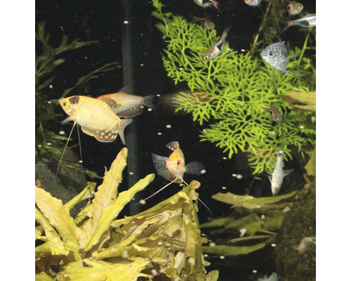Aquarium mit verschiedenen Fischarten und Wasserpflanzen.