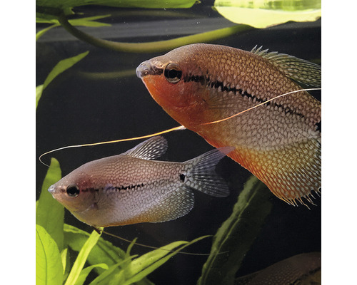Zwei Fadenfische im Aquarium