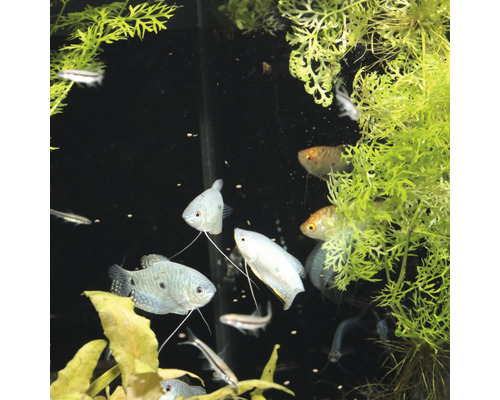 Aquarium mit Fischen und Wasserpflanzen