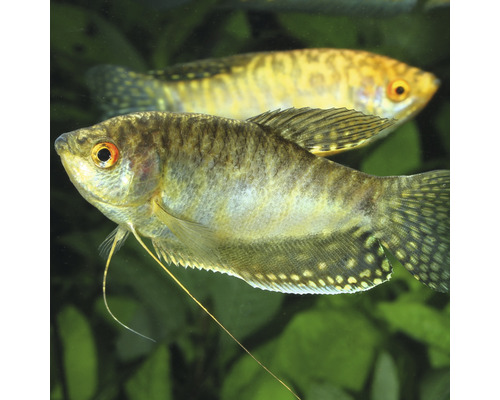 Zwei Fadenfische im Aquarium