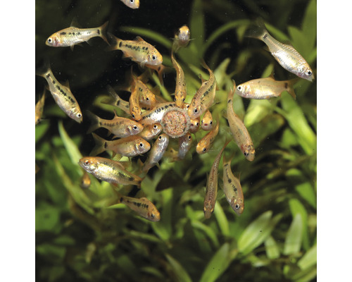 Gruppe von Bitterlingsbarben, die sich um einen Futterspender versammeln