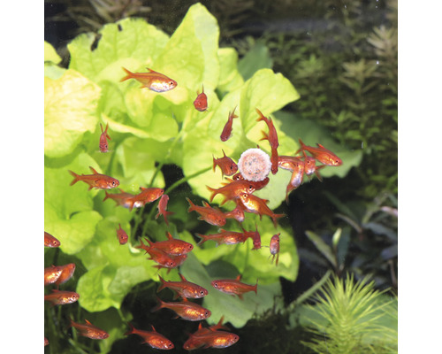 Gruppe Roter von Rio Fische im Aquarium mit Pflanzen