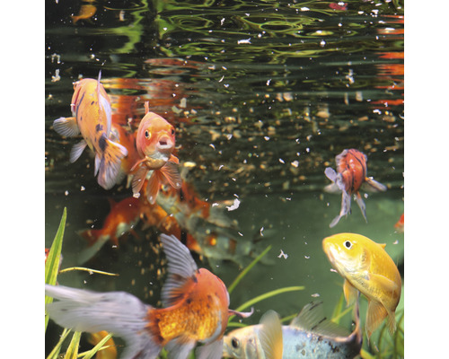 Gruppe von Goldfischen im Aquarium mit Futter