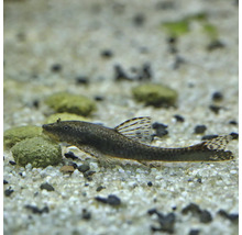 Harnischwels im Aquarium