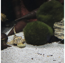Aquarium mit Zierfisch und Moosbällen