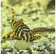 Zebra-Harnischwels im Aquarium auf Kies