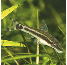 Siamesische Rüsselbarbe im Aquarium