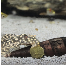 Gepunkteter Antennenwels im Aquarium mit Futtertablette