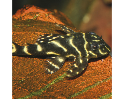 Harnischwels auf einem Stein im Aquarium