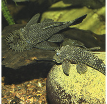 Zwei Antennenwelse im Aquarium auf Stein und Holz
