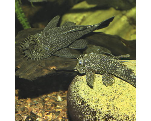 Zwei Antennenwelse im Aquarium auf Stein und Holz