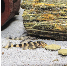 Antennenwels im Aquarium mit Steinen und Futtertabletten