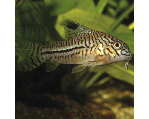 Gepanzerter Wels im Aquarium