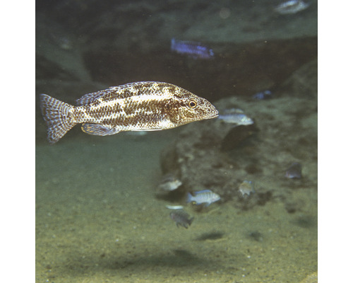 Afrikanischer Buntbarsch im Aquarium
