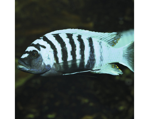 Schwarz gestreifter Cichlide Fisch für Aquarien