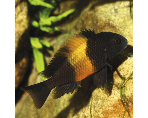 Schwarzroter Zwergbuntbarsch im Aquarium