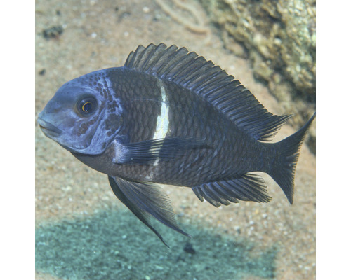 Blauer Malawisee-Buntbarsch mit vertikalem Streifen