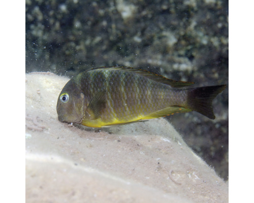 Gelber Maulbrüter Fisch im Aquarium