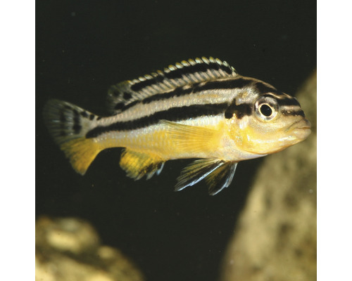 Schwarzgestreifter Zierfisch für das Aquarium