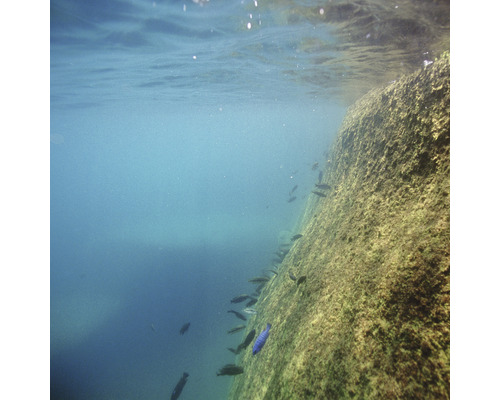 Unterwasseransicht mit Felsen und Fischen
