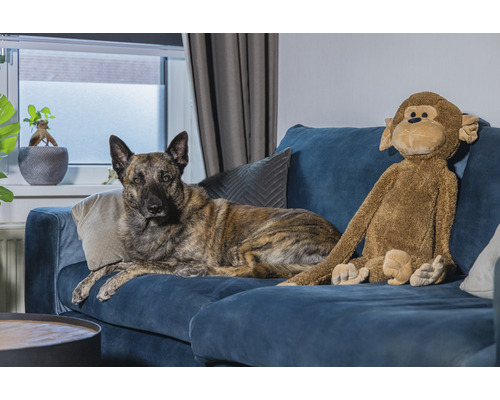 Hund liegt mit Stofftier auf einem blauen Sofa