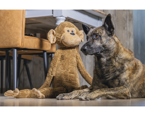 Hund und Plüschaffe sitzen unter einem Tisch.