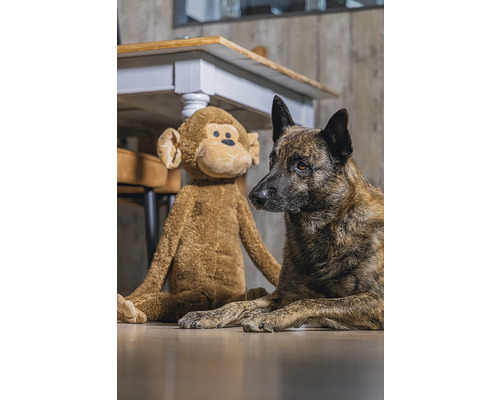 Hund mit Stofftieraffe auf dem Boden vor einem Tisch