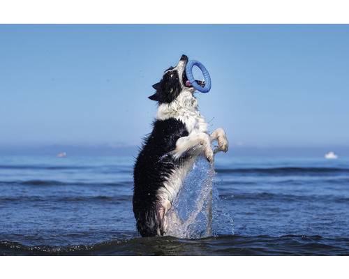 Ein Hund springt im Wasser und fängt einen Spielzeugring.