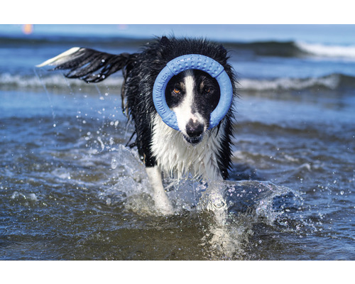 Ein Hund apportiert einen Ring im Wasser.