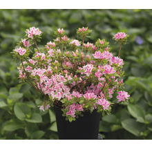 Azalee Pflanze im Topf mit Blüten