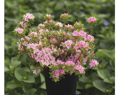 Azalee Pflanze im Topf mit Blüten