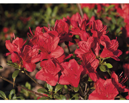Rhododendron mit Blüten