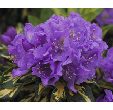 Großblumige Alpenrose FloraSelf Rhododendron Hybride 'Blattgold' H 25-30 cm Co 5 L