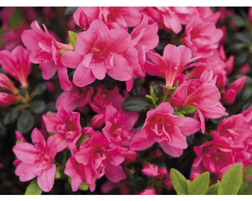 Nahaufnahme einer Azalee mit pinkfarbenen Blüten