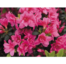 Nahaufnahme einer Azalee mit vielen Blüten