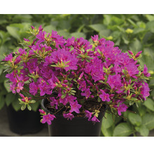 Azalee im Topf mit violetten Blüten