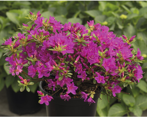 Azalee im Topf mit violetten Blüten