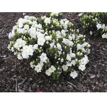Japanische Azalee FloraSelf Rhododendron obtusum 'Schneeperle' H 30-40 cm Co 5 L