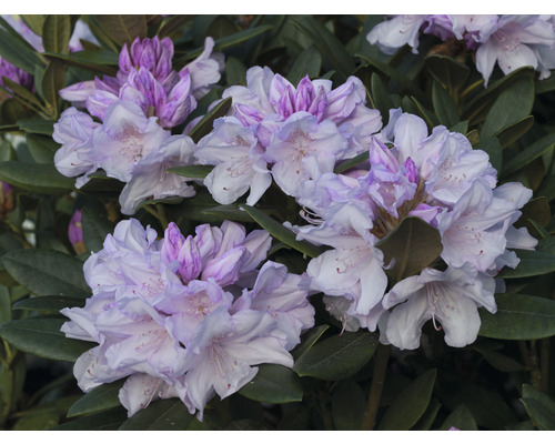 Nahaufnahme von Rhododendronblüten