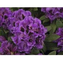 Nahaufnahme einer lila Rhododendronblüte mit grünen Blättern