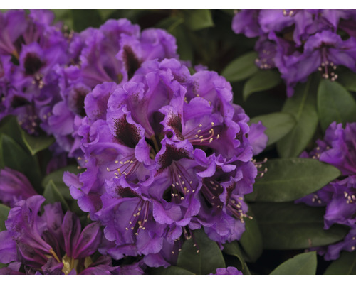 Nahaufnahme einer lila Rhododendronblüte mit grünen Blättern