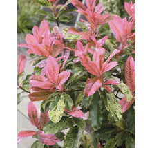Japanische Lavendelheide mit rosa und grünen Blättern