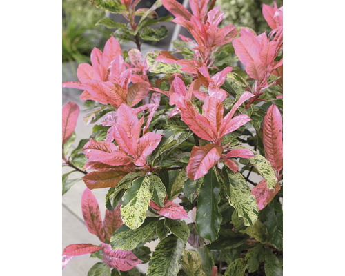 Japanische Lavendelheide mit rosa und grünen Blättern