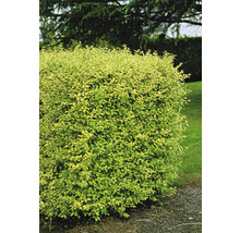 Im Bild ist eine immergrüne Ligusterhecke zu sehen.