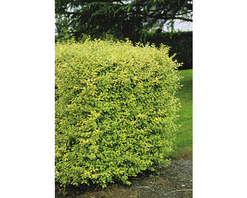 Im Bild ist eine immergrüne Ligusterhecke zu sehen.