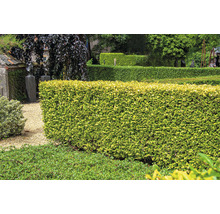 Garten mit geschnittenen Hecken und Kiesweg